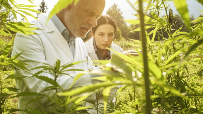 cannabis seo