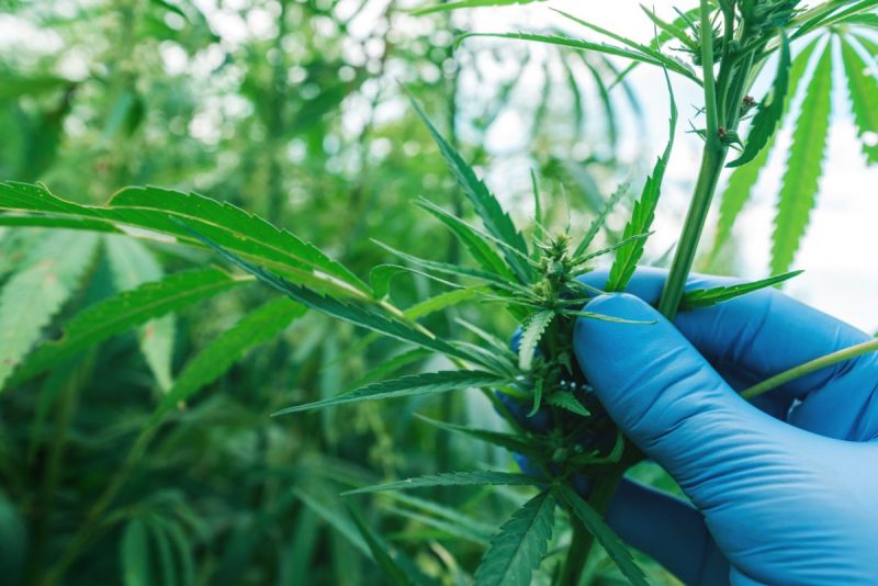 cannabis seo advertising
