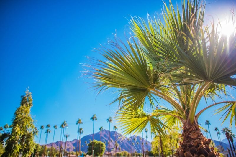 palm springs search engine optimization