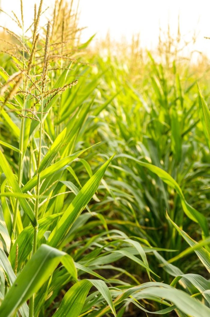 digital advertising for agriculture business