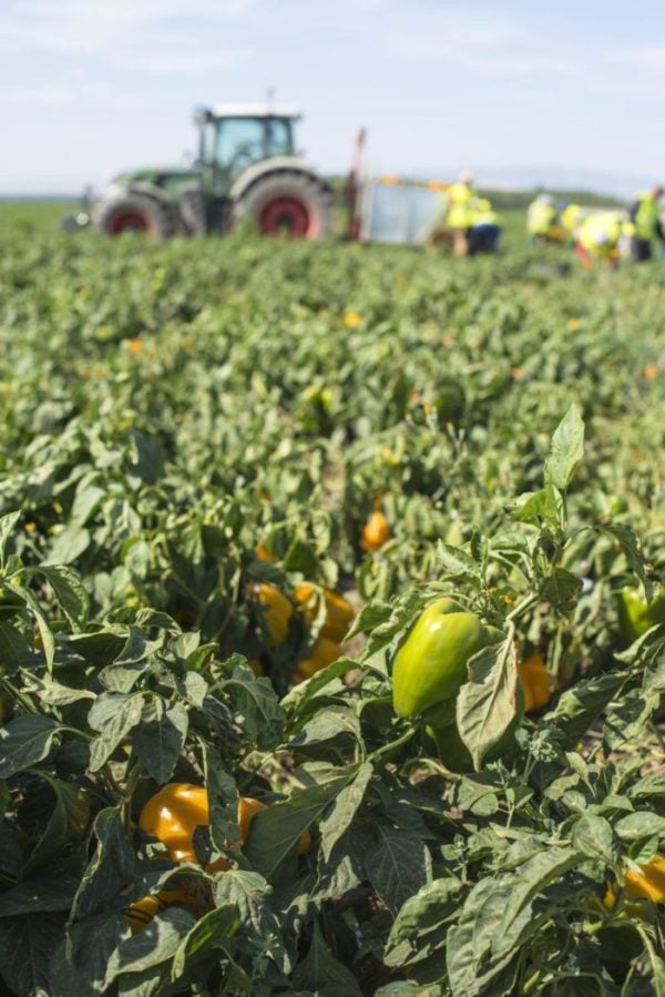 website creation for agricultural industry