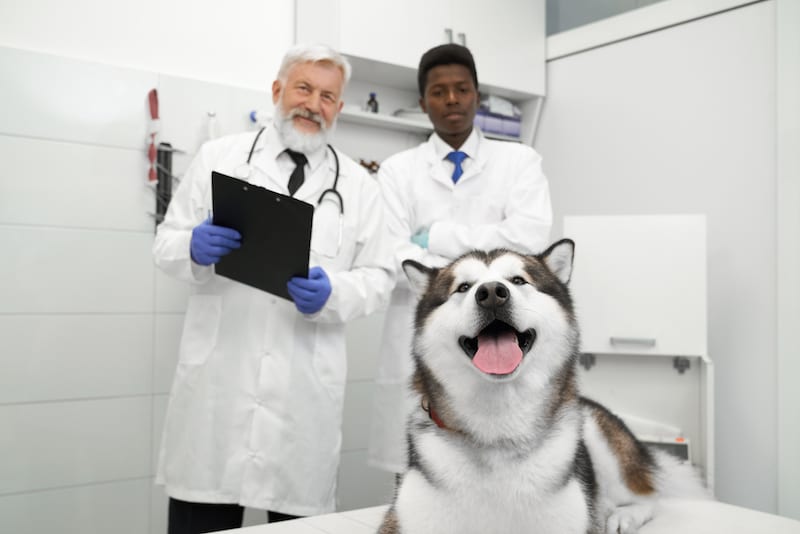 vet good review