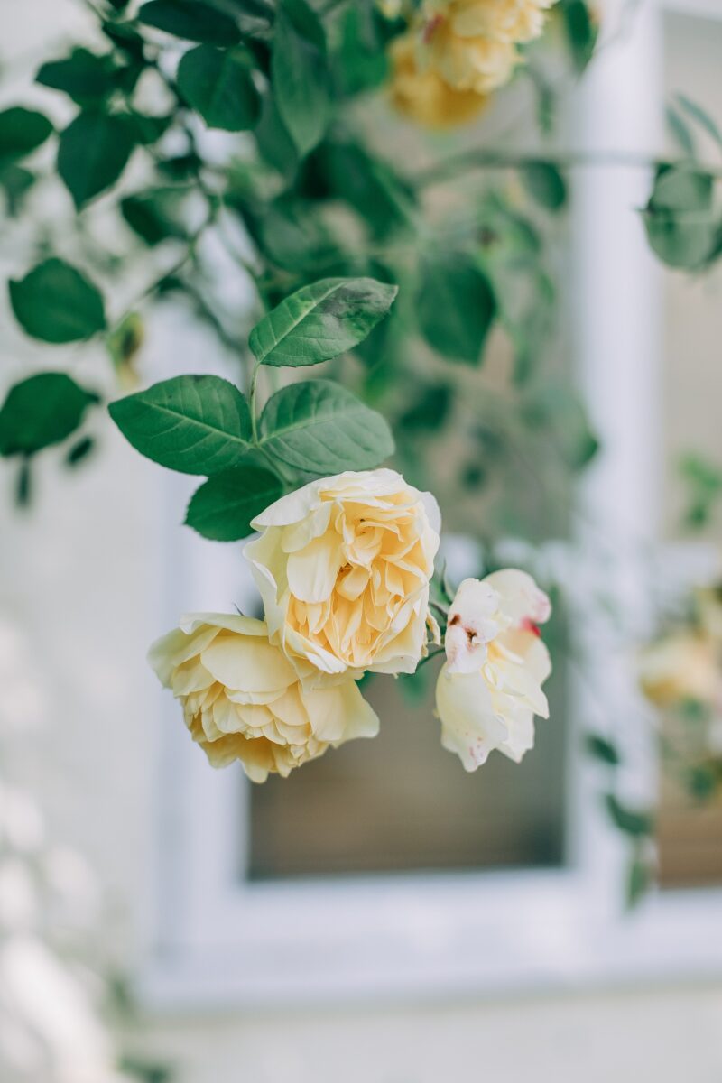 gardening store digital marketing