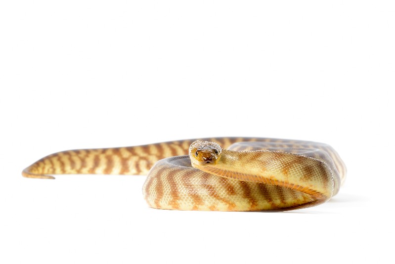 Use Python to Parse and Pivot SEO Files