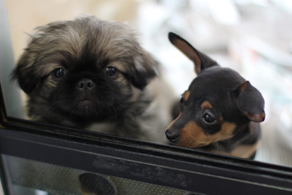 pet business marketing