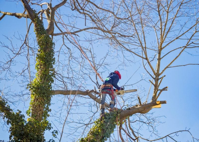 website design for tree services