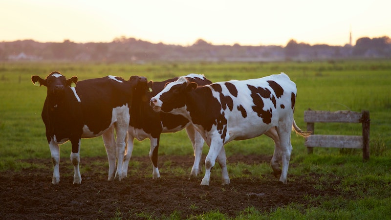 agriculture social media strategies