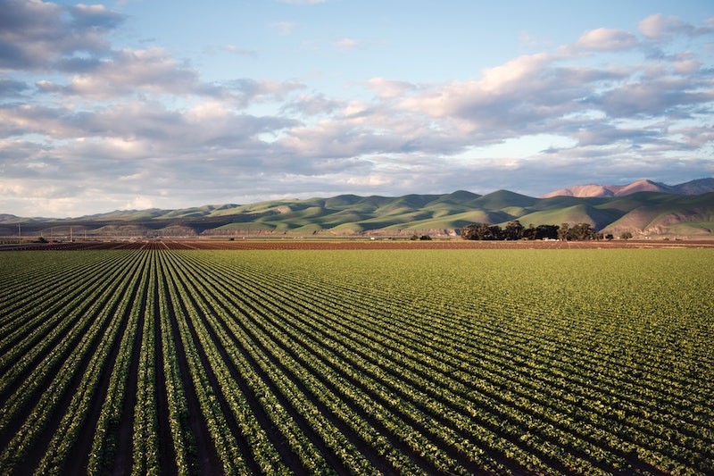 agribusiness marketing