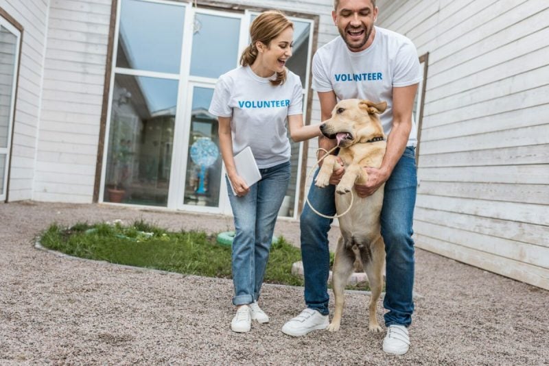 animal volunteer marketing strategies
