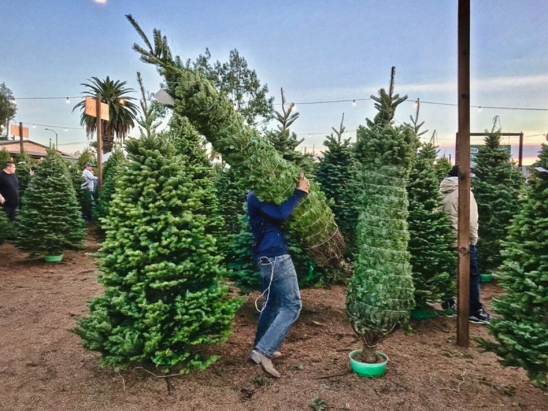 marketing for christmas tree customers