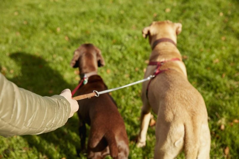 marketing for dog walking