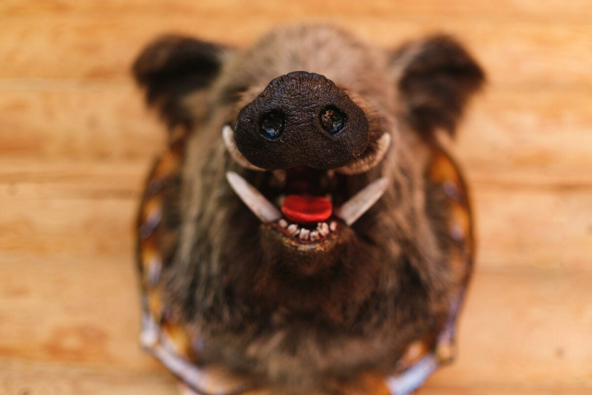 marketing for taxidermy industry