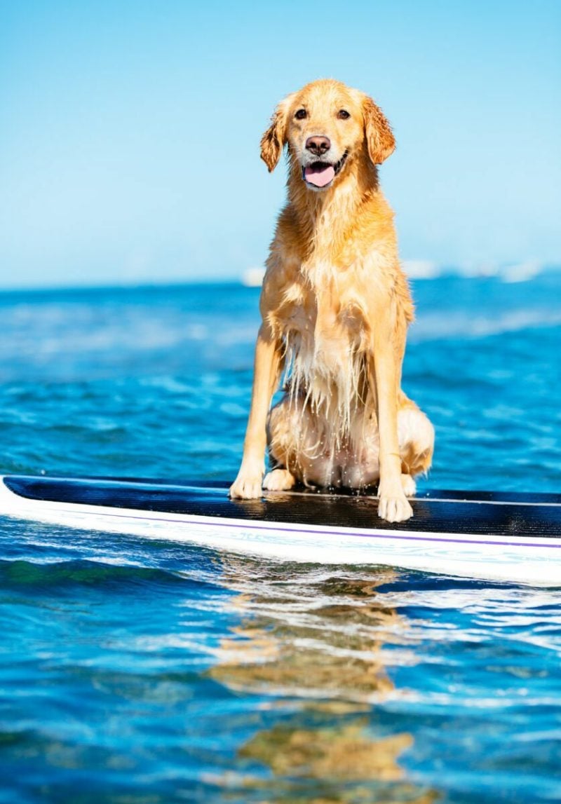 website creation for surf school