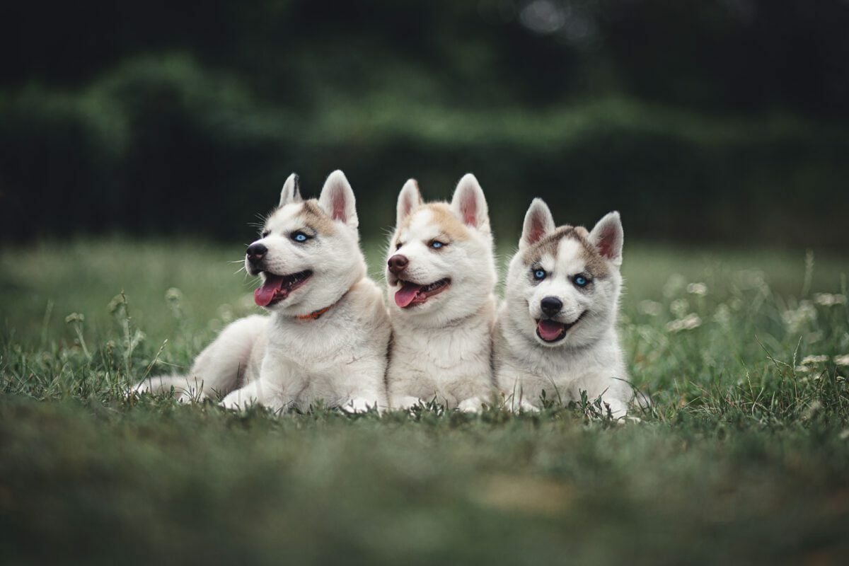 content creation for pet breeding business