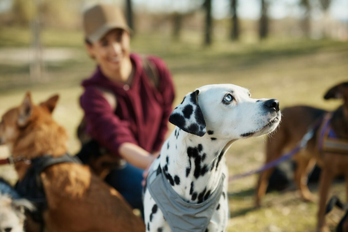 content creation for pet boarding