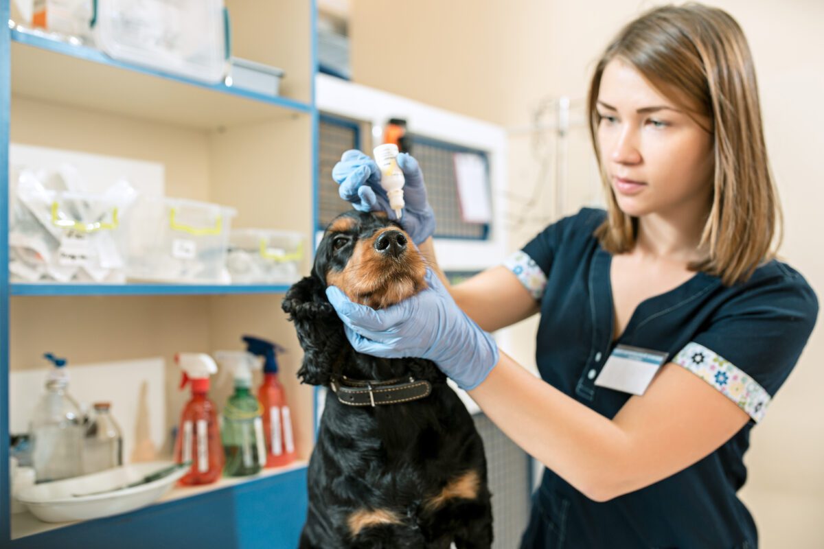 digital marketing for emergency pet treatment