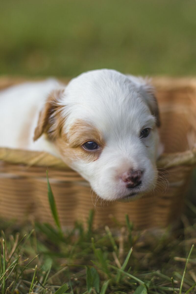 digital marketing for dog breeders