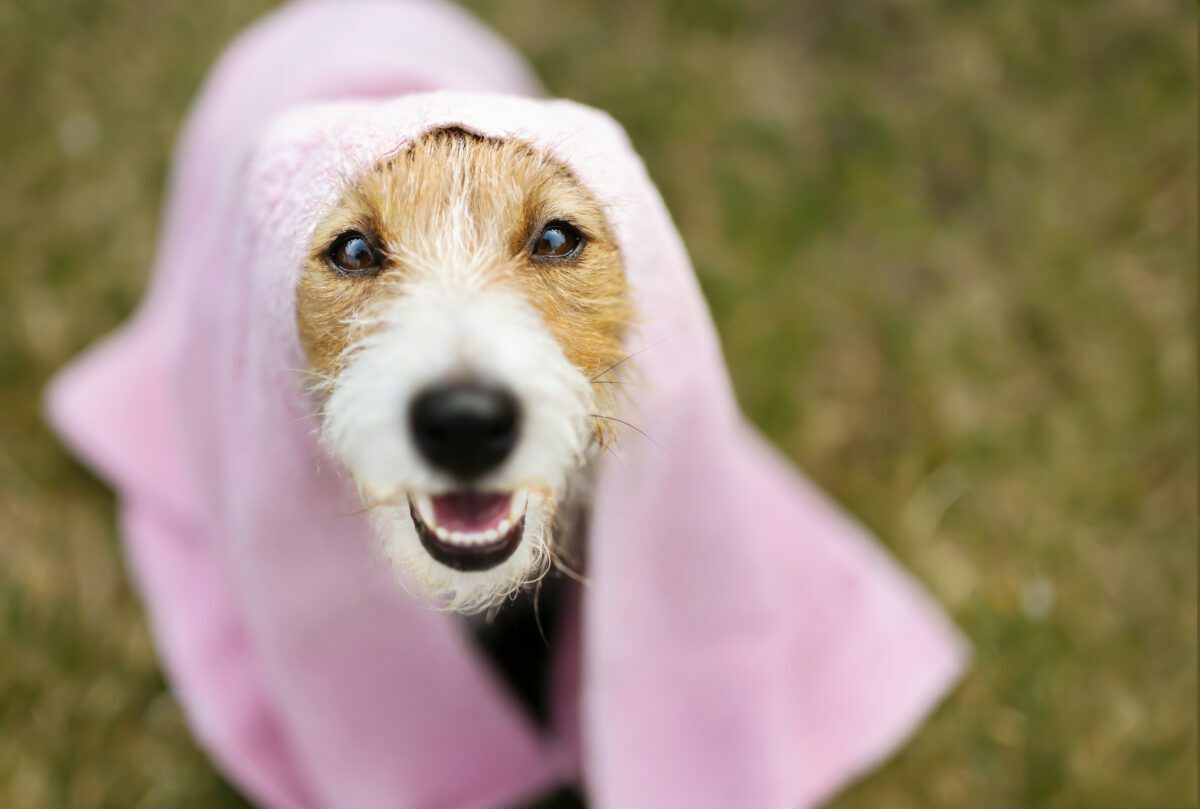 marketing for pet grooming