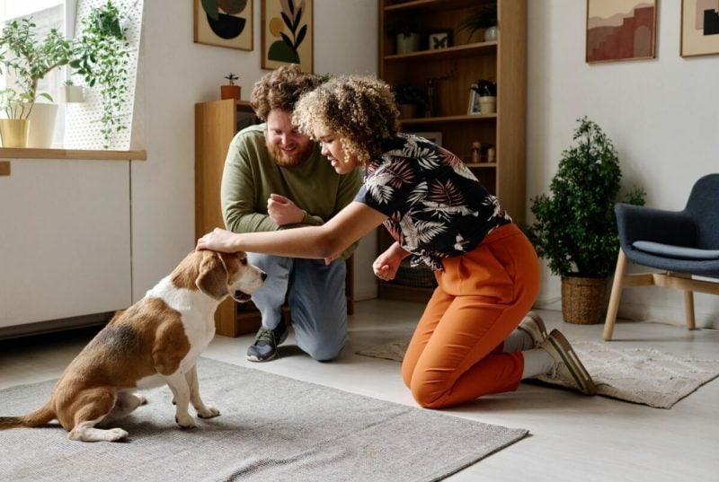 marketing for pet sitters