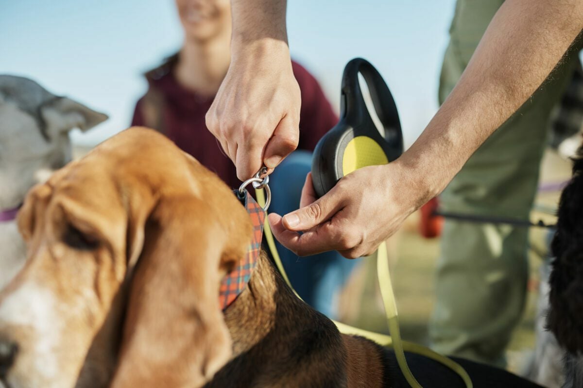 seo for pet sitting