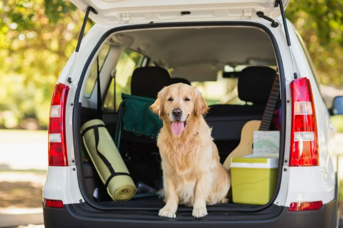 seo for pet transport business