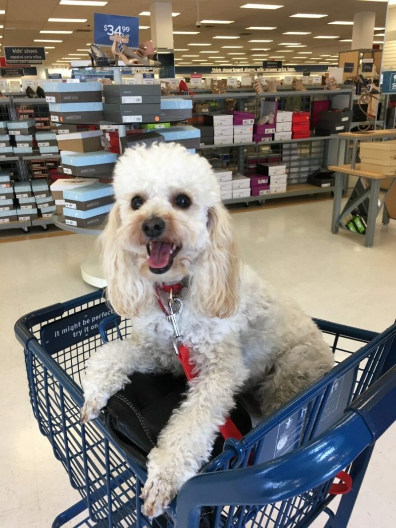 social media content for pet store clientele