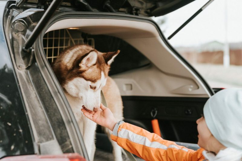 web design for pet transport