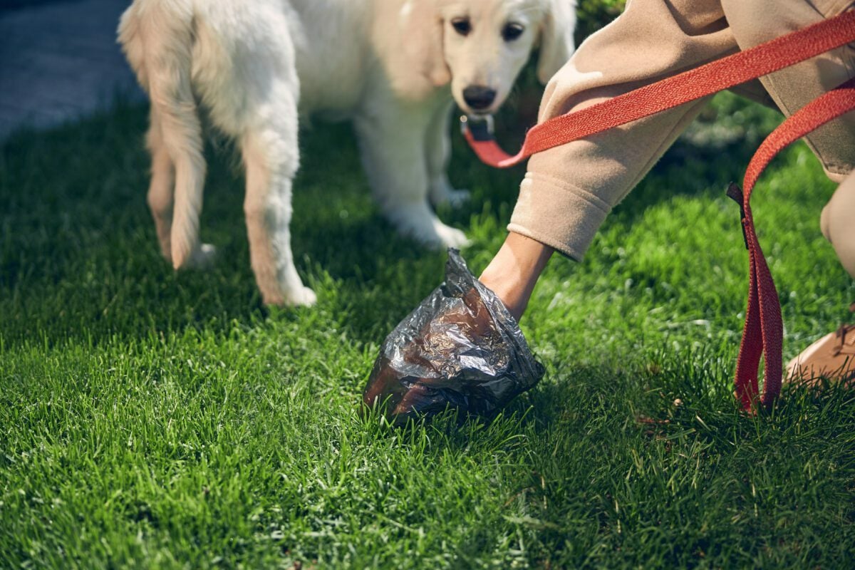 web design for pet waste removal specialist