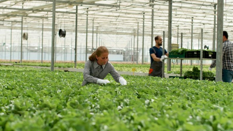 website creation for hydroponics equipment suppliers