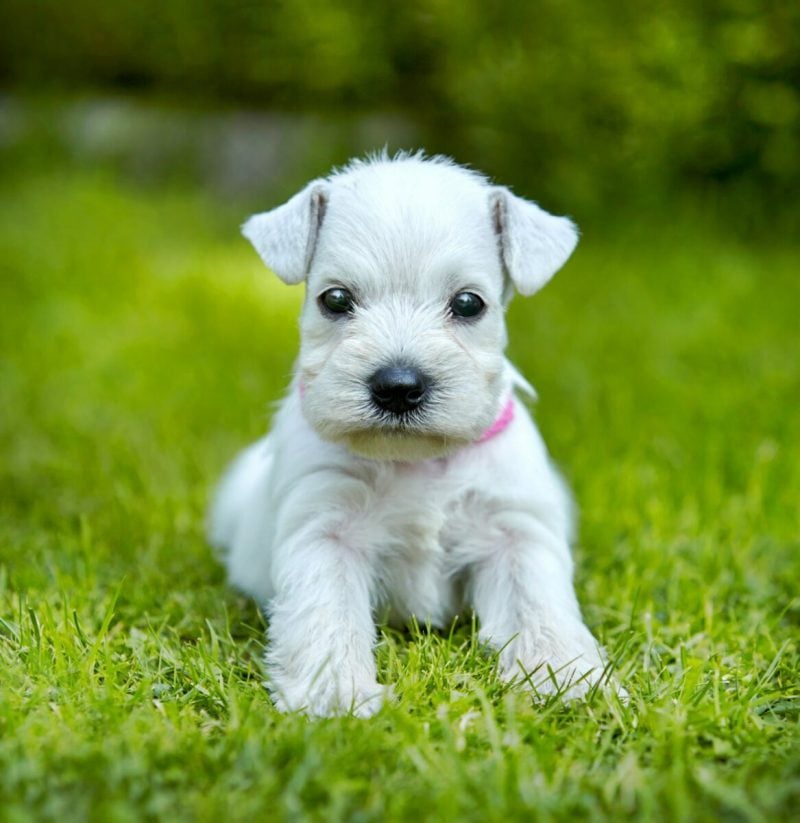 website hosting for pet breeding