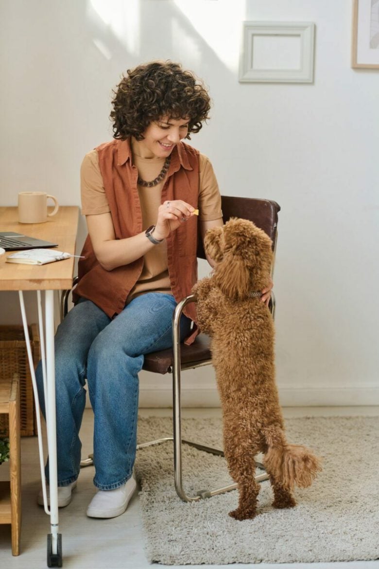 website hosting for pet sitter client