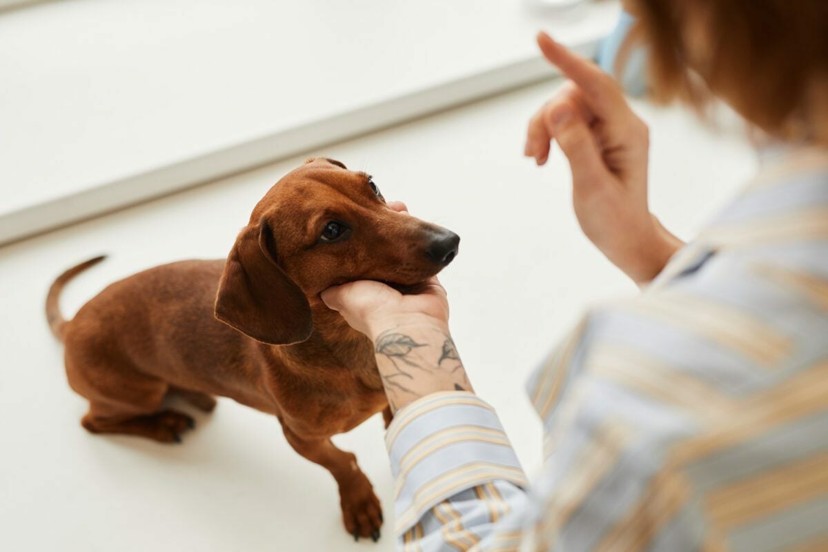 website hosting for pet trainers