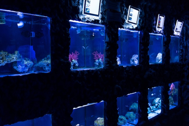 aquarium ecommerce sales