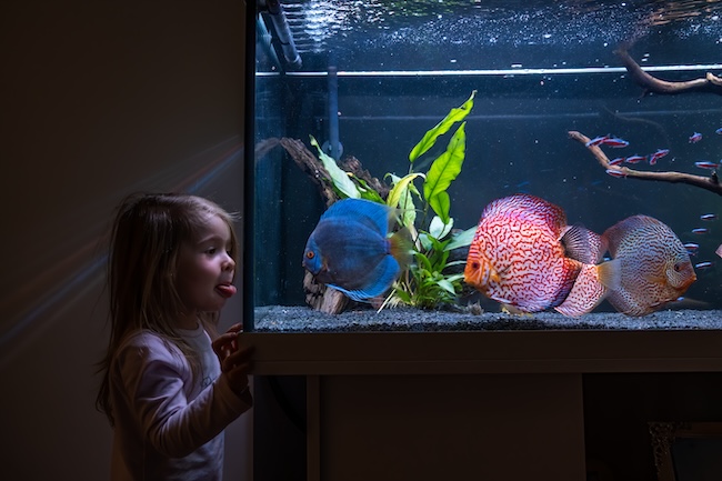 aquarium service case study