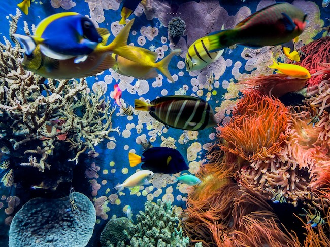 aquarium services seo