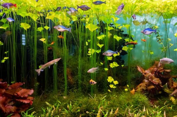 email marketing aquarium owners