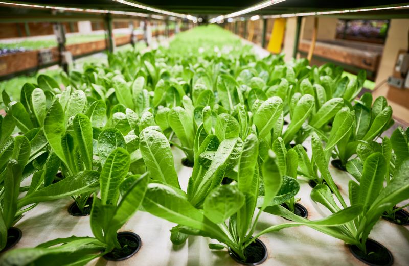 green leafy plants