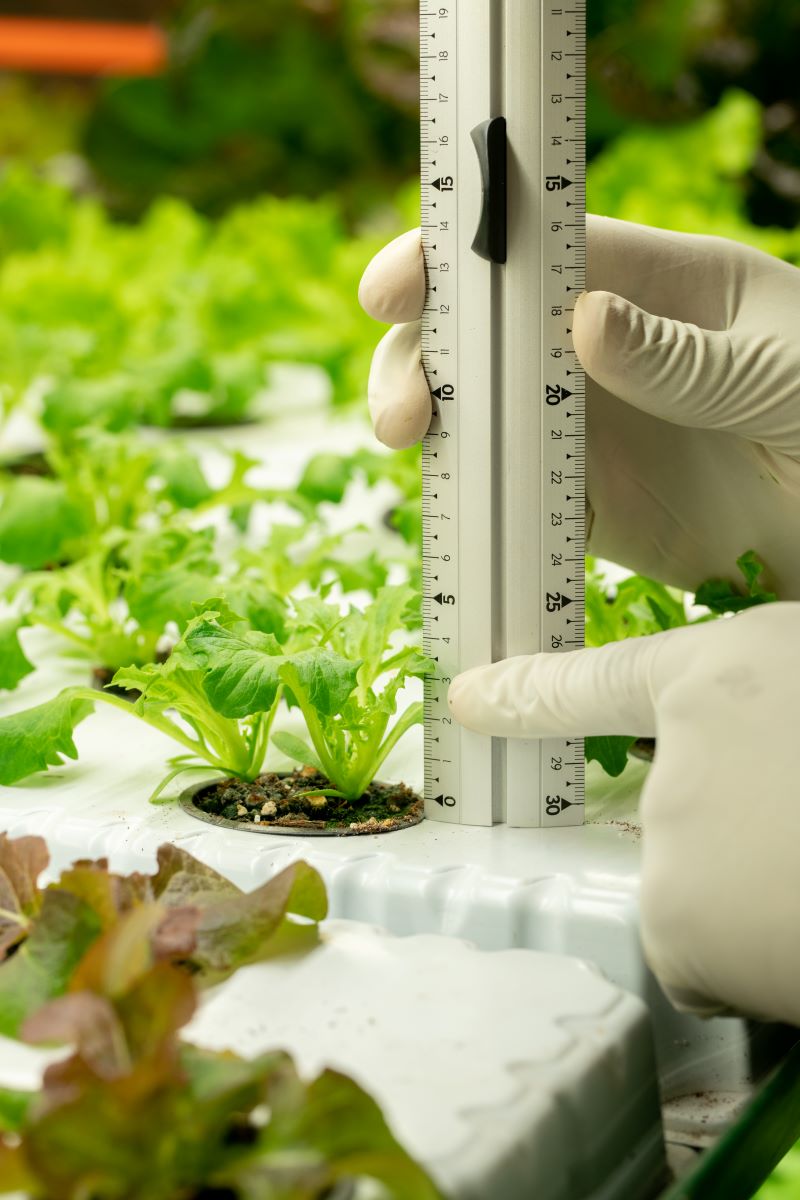 measuring plant