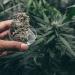 growing cannabis indoors