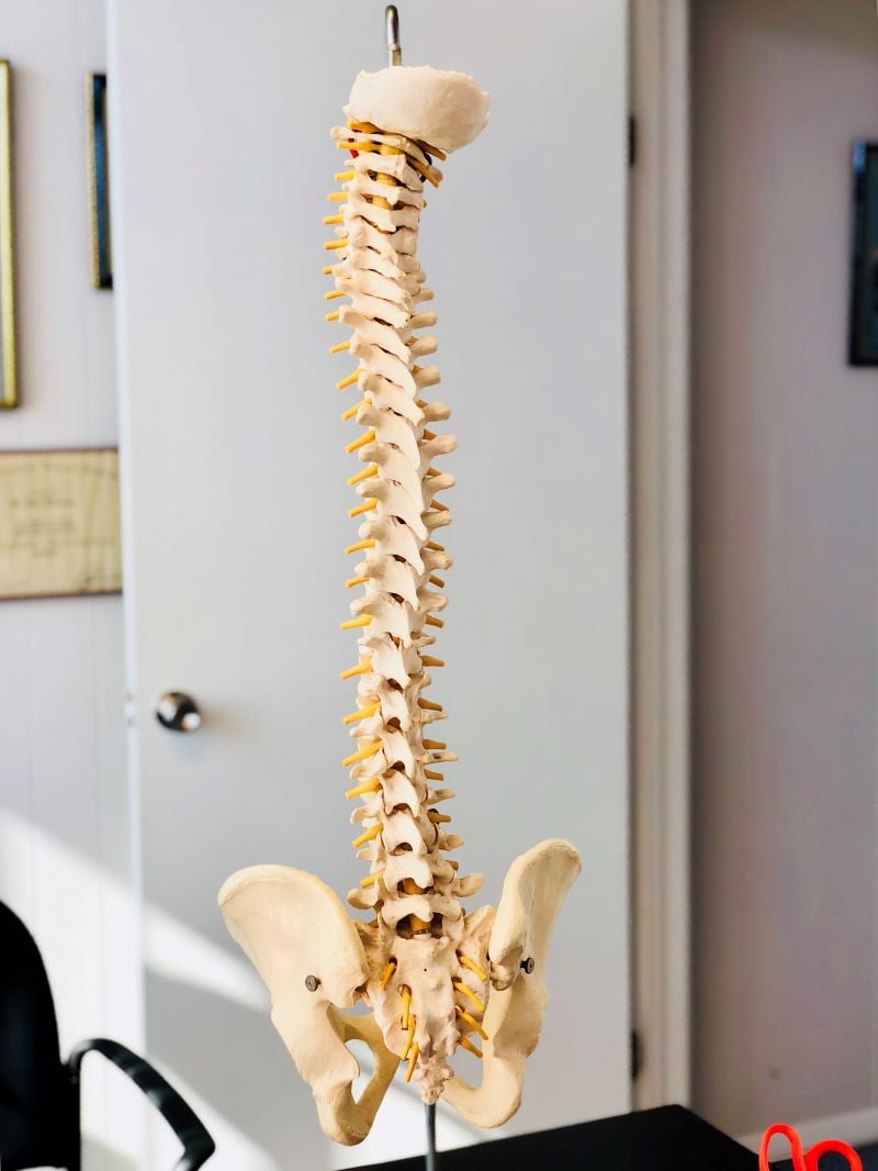 skeletal structure