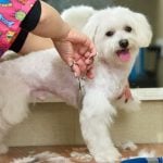white maltese hands of groomer