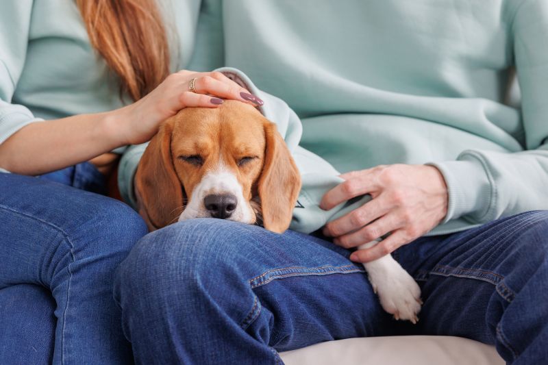 beagle dog sits on the lap of its owner