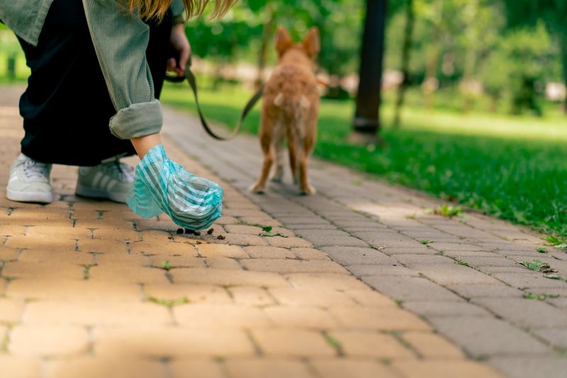 woman picking up dog poop